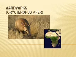 Aardvarks (