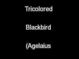 Conservation Plan for the Tricolored Blackbird (Agelaius tricolor) 
..