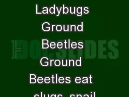 Snails Slugs Ladybugs Ground Beetles Ground  Beetles eat  slugs, snail