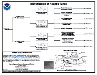 Identification of Atlantic Tunas