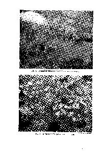 Fig. 1. Arctophila fulva (Trin.) Anders. in a shallow pond. Fig. 2. A