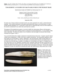 Tusk Or Bone?: An Example Of Fake Walrus Ivory In The Wildlife Trade