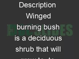 Winged Burning Bush Euonymus alatus Description  Winged burning bush is a deciduous shrub