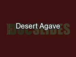 Desert Agave
