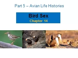 Bird Sex