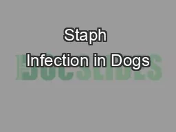 Staph Infection in Dogs