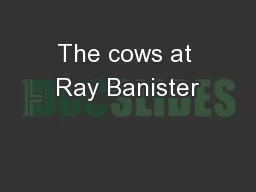 The cows at Ray Banister