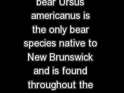 Be aware of bears The black bear Ursus americanus is the only bear species native to New