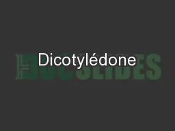 Dicotylédone