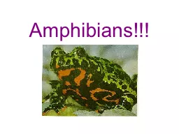 Amphibians!!!