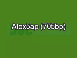 Alox5ap (705bp)