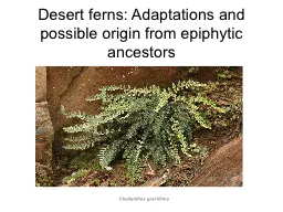 Desert ferns: Adaptations and possible origin from epiphyti