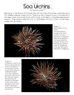 Sea UrchinsBelonging to the Phylum Echinodermata and the class Echinoi