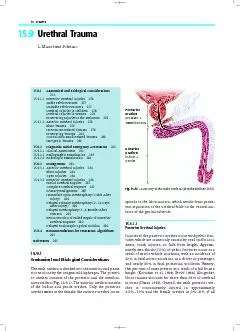 Posterior urethraprostatic +Anterior urethra
