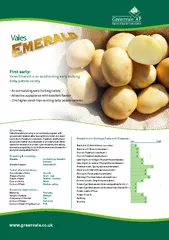 First early: Vales Emerald is an outstanding early bulking baby potato