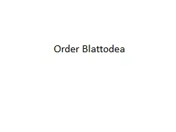 Order Blattodea