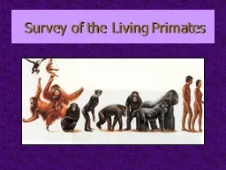 Survey of the Living Primates