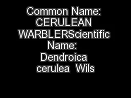 Common Name: CERULEAN WARBLERScientific Name:  Dendroica cerulea  Wils