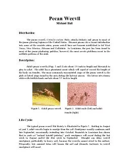 The pecan weevil, Curculio caryae Horn, attacks hickory and pecan in m