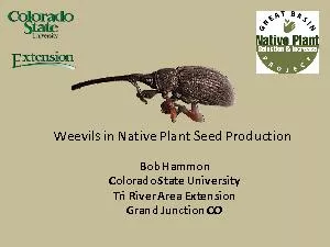 in Native Plant Seed Production