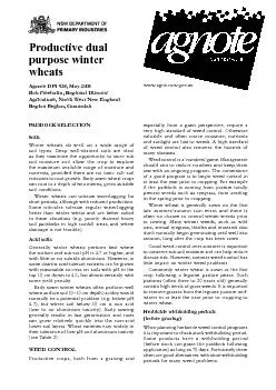 If winter wheat is to achieve high winter drymatter