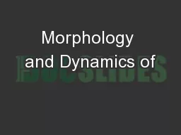 Morphology and Dynamics of