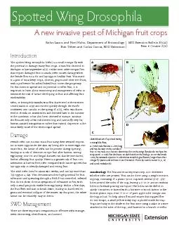 Spoed Wing DrosophilaA new invasive pest of Michigan fruit crops
...