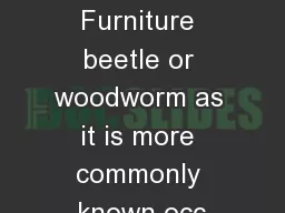 Woodworm Furniture beetle or woodworm as it is more commonly known occ