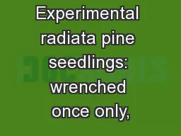 Experimental radiata pine seedlings: wrenched once only,