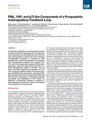 MolecularCellArticlePML,YAP,andp73AreComponentsofaProapoptoticAutoregu