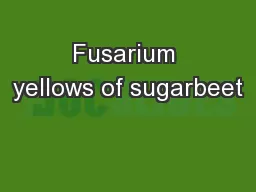 Fusarium yellows of sugarbeet