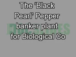 The ‘Black Pearl’ Pepper banker plant for Biological Co