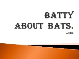 batty about  bats.