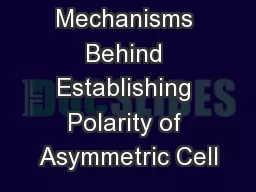 Mechanisms Behind Establishing Polarity of Asymmetric Cell