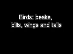 Birds: beaks, bills, wings and tails