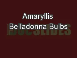 Amaryllis Belladonna Bulbs