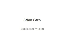 Asian Carp