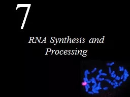 RNA Synthesis and Processing