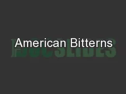 American Bitterns
