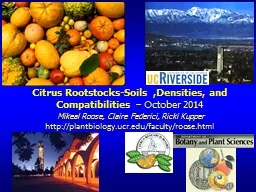 Citrus Rootstocks-Soils ,Densities, and