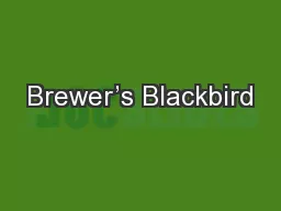 Brewer’s Blackbird