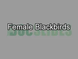 Female Blackbirds