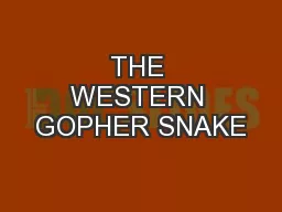 THE WESTERN GOPHER SNAKE