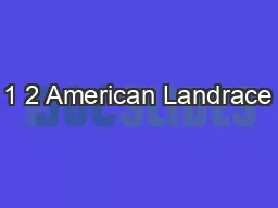 1 2 American Landrace
