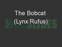 The Bobcat (Lynx Rufus)