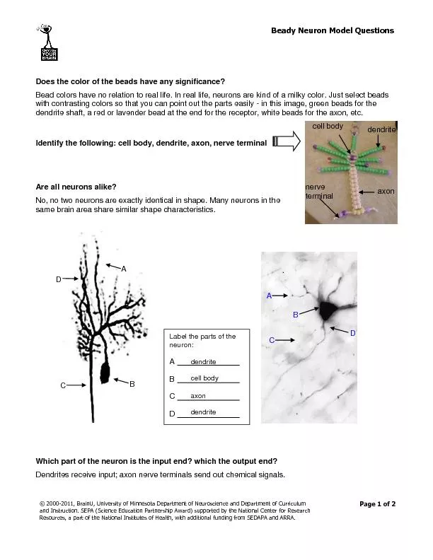Beady Neuron Model Questions