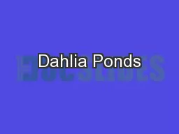 Dahlia Ponds