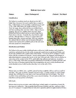 Lynx rufusStatus:           : Endangered              Federal:  Not li