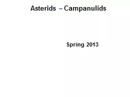 Asterids – Campanulids