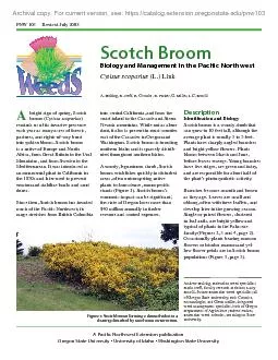 pod (Figure 6, page 3). These pods Scotch broom is evergreen and lives